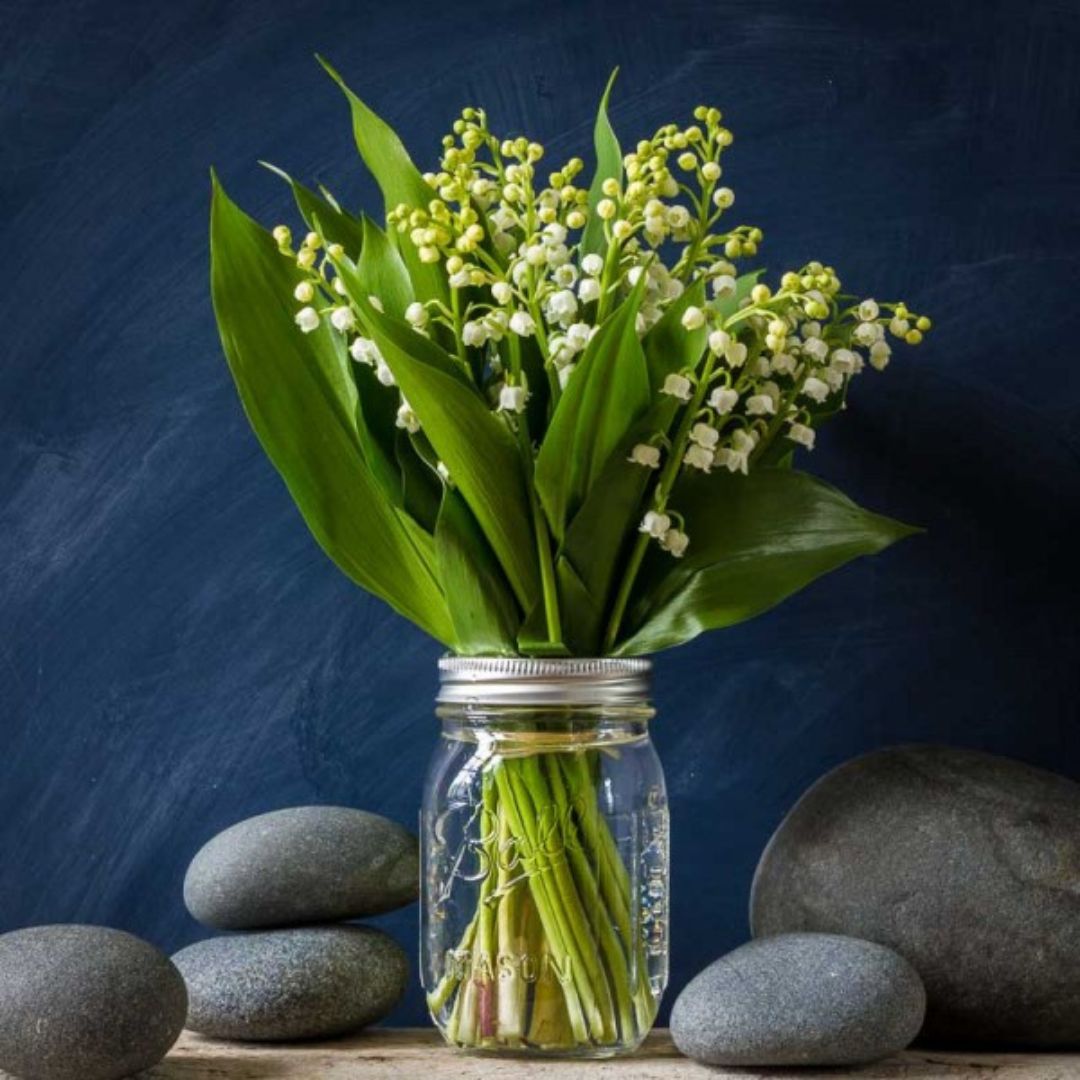 16 oz Boca Regular (12 pzas) - Image 12